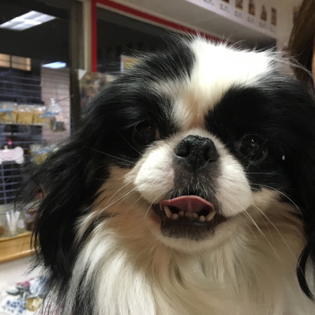 卒業犬🐶たちがいっぱい来てくれました😄